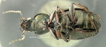 Media type: image;   Entomology 614223 Aspect: habitus ventral view